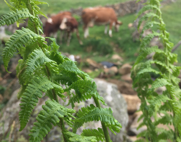 Keşap'ta Marka Tescili