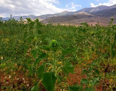 Başyayla'da Marka Tescili